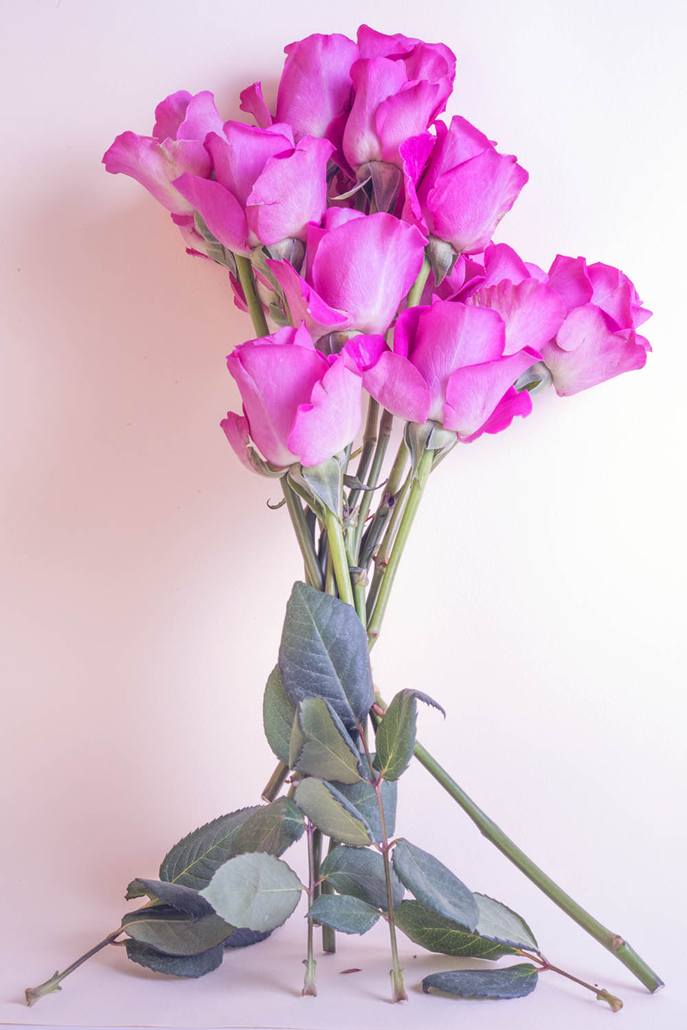 05 Sabes Consequence Sabes Rose