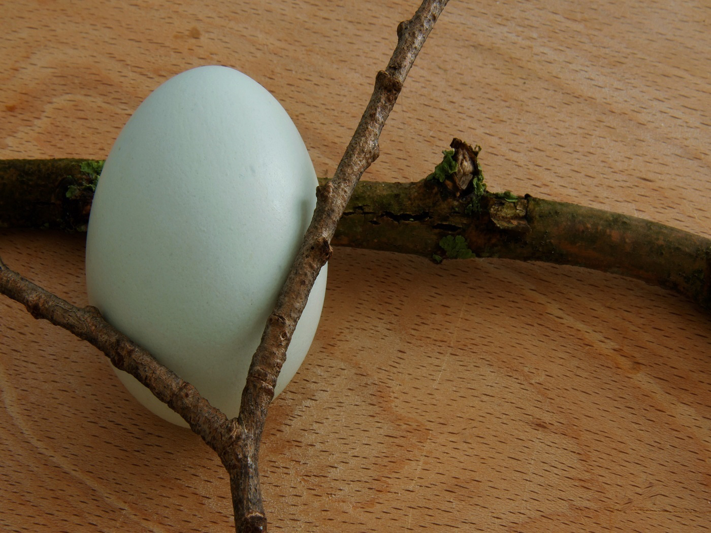 6 Mary.2. still life of egg & twigs