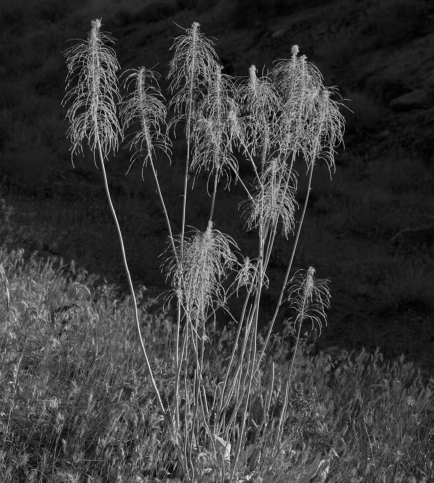 003.Evening light Sierra Nevada 2011