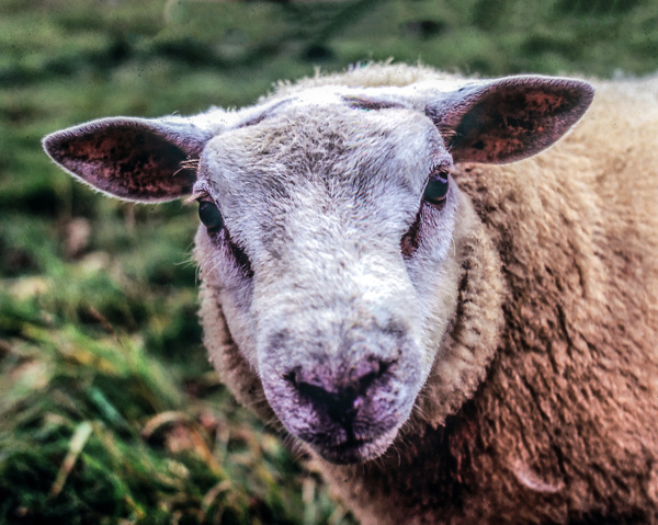 02.Sabes.sheep that liked me copy (1)