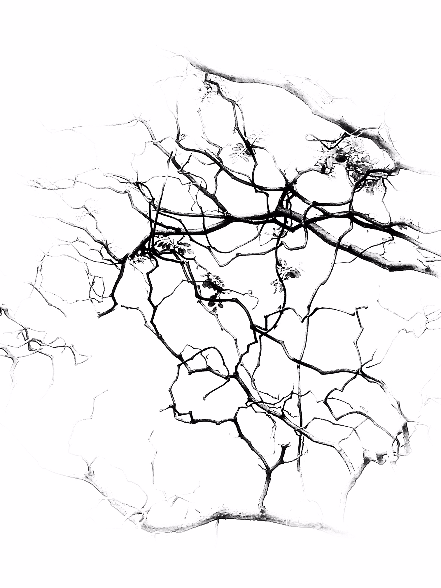 h.01.Hady.Start.image