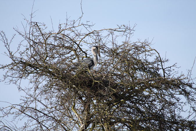 h.03.Derek._for mermie