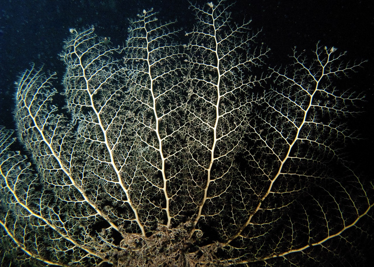 h.05.George.brittlestarredsea