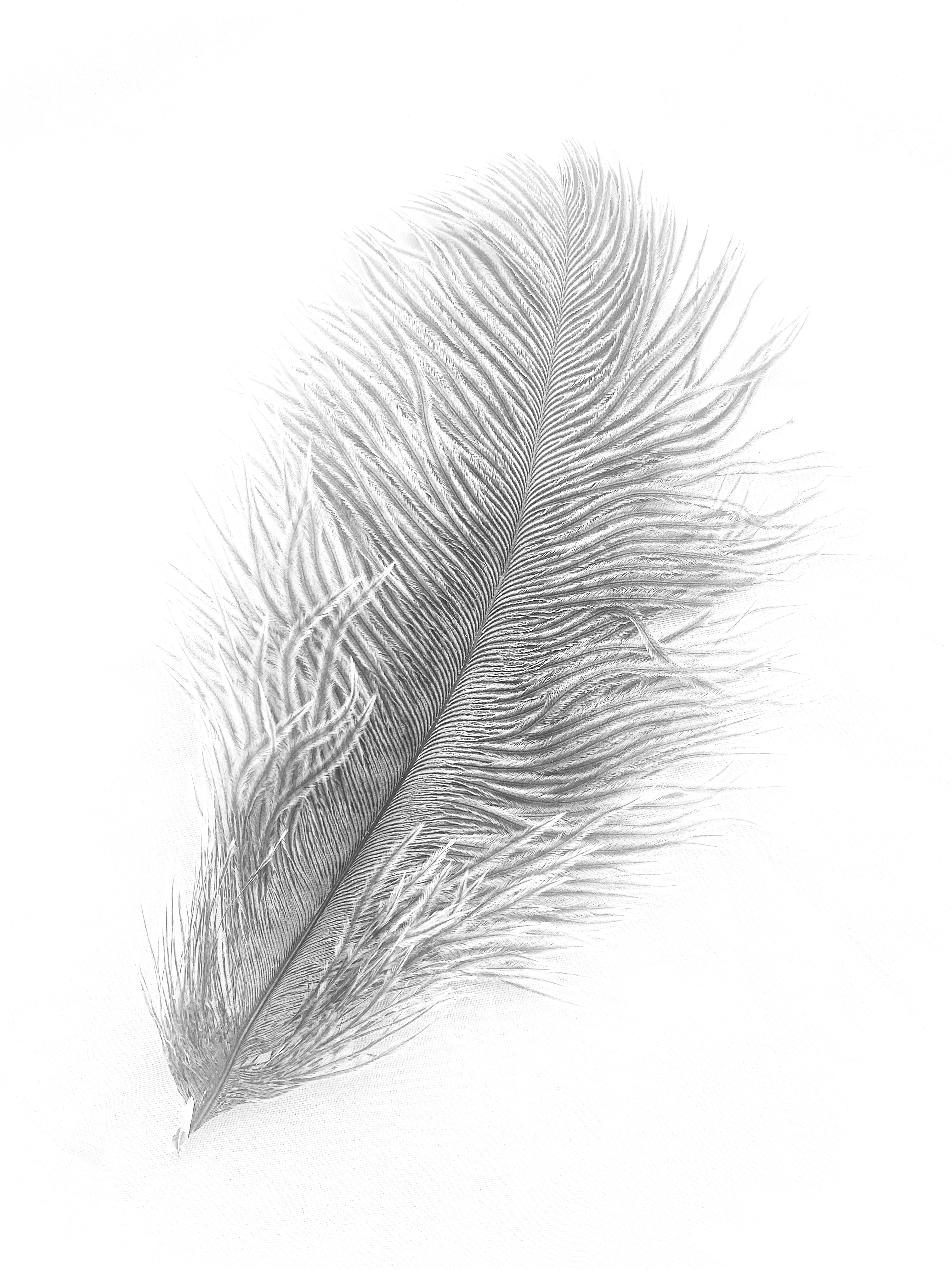 h.10.Rashida.image (3)