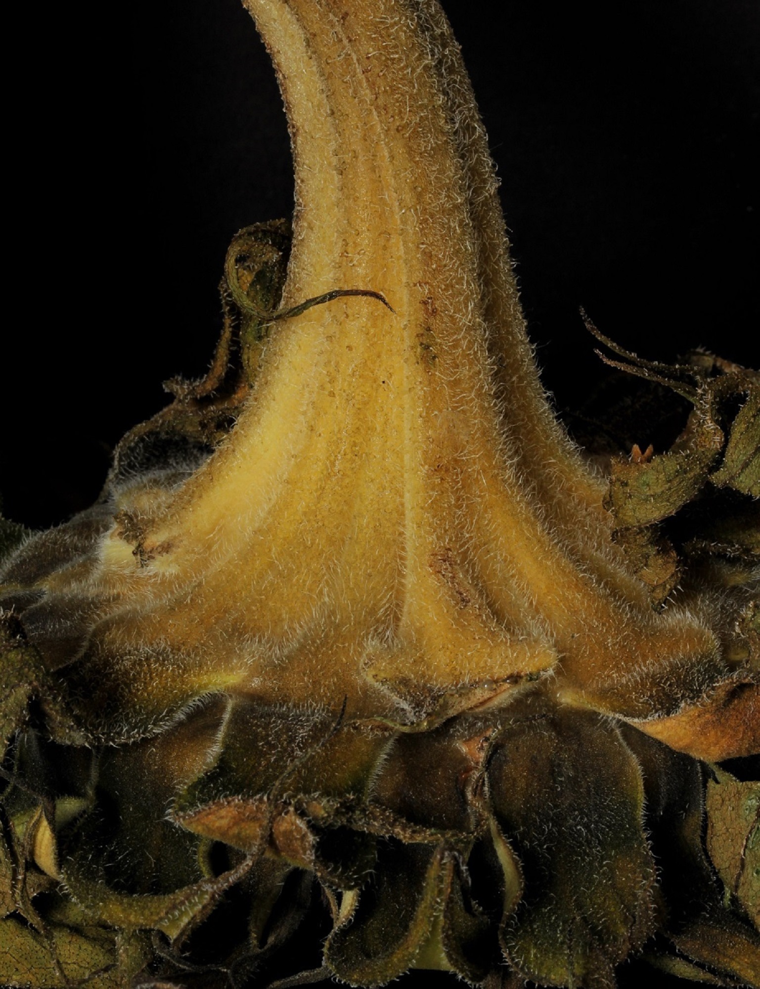 h.12.Mary.sunflower head