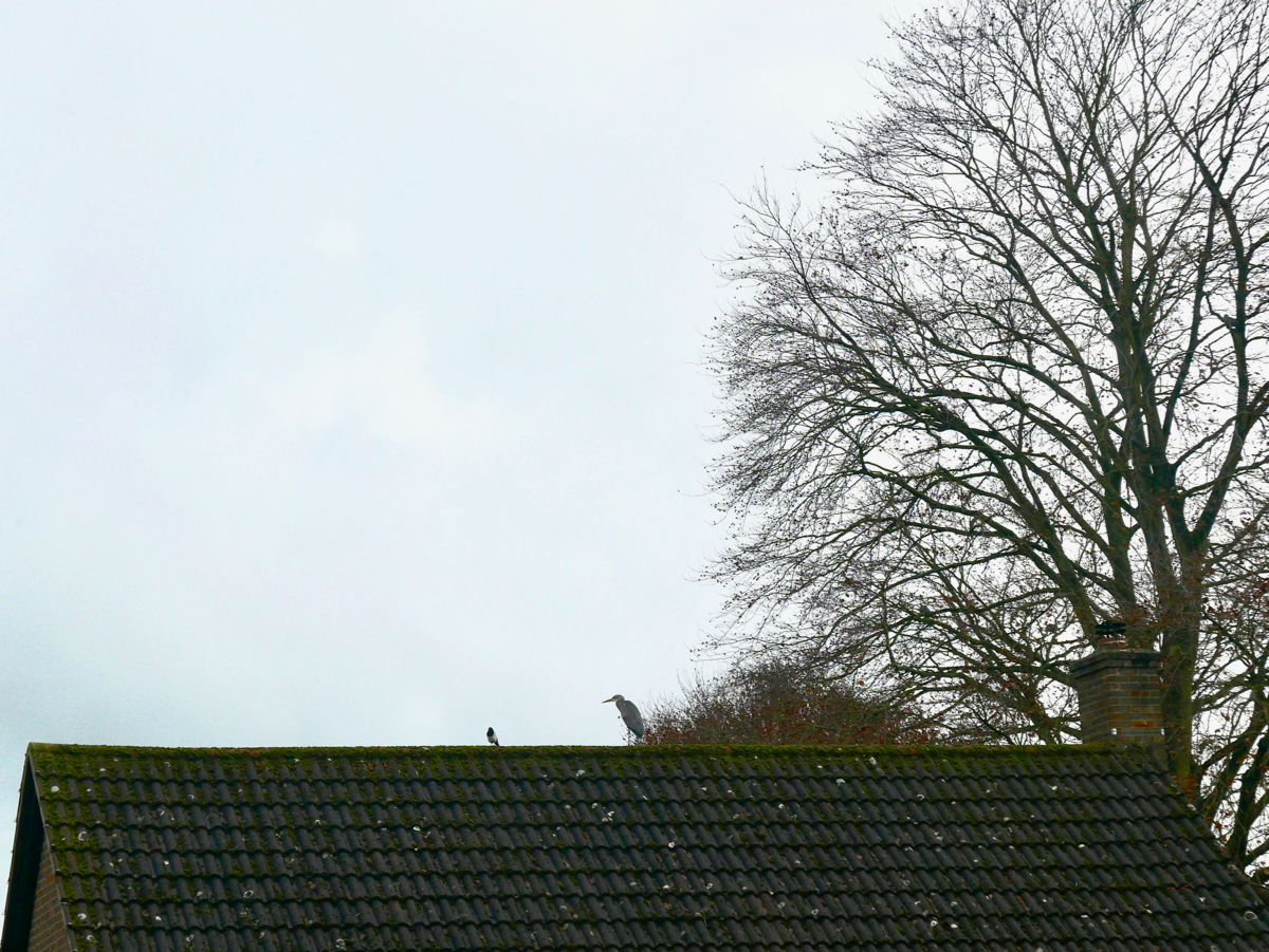 m.01.Merm.start.**L1010087