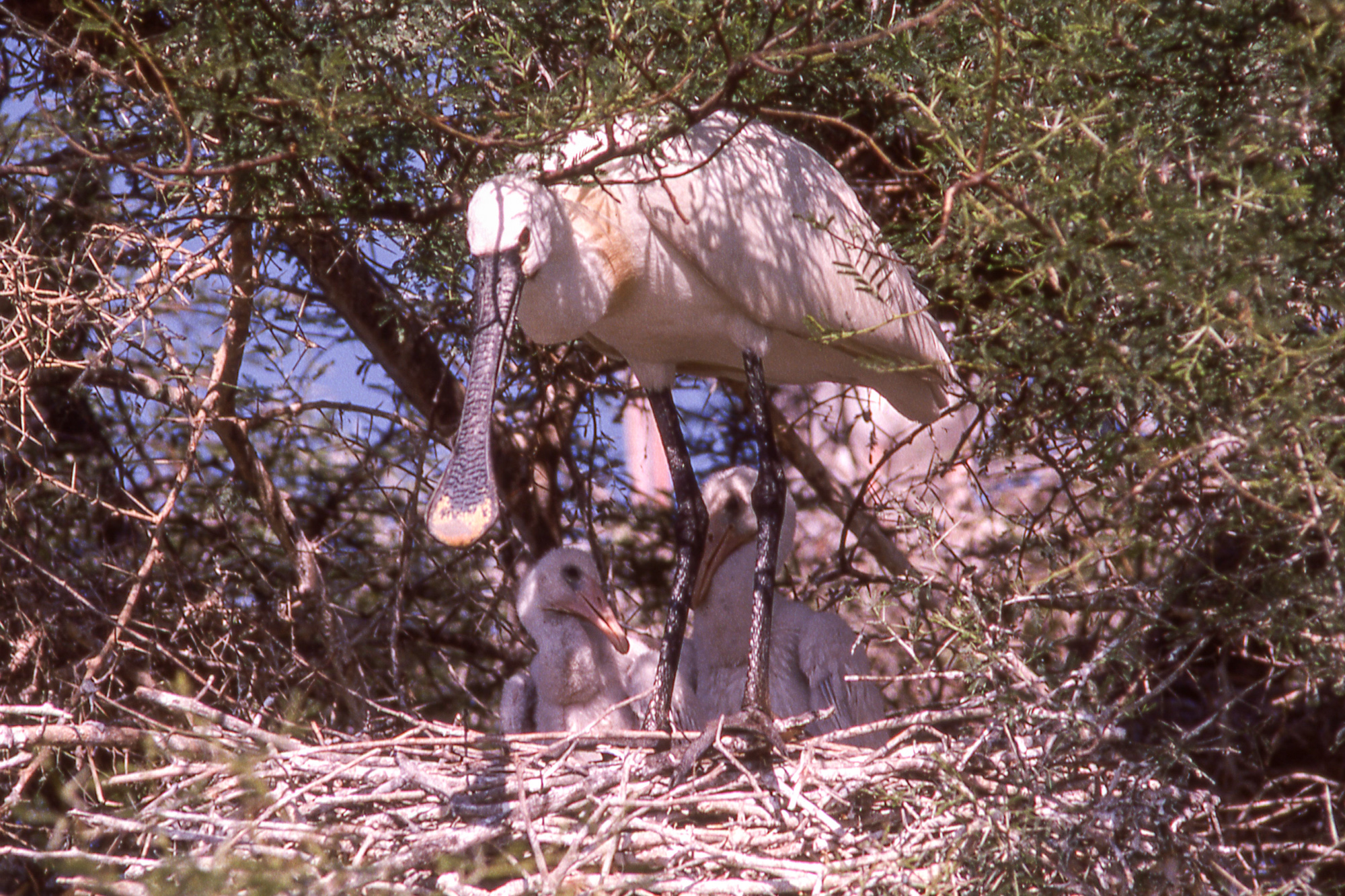 m.06.JimP.June consequences1