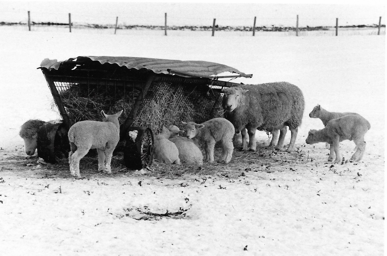 b.02.Rosemary.Winter feeding time 1