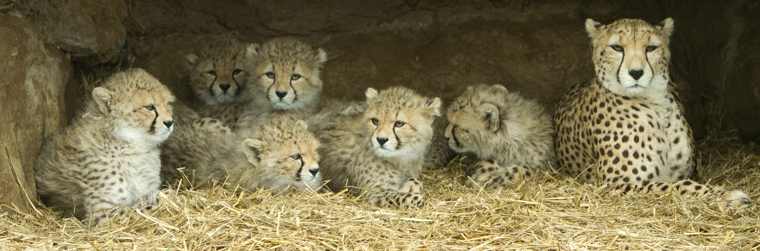 b.03.George.x6Xcc5s-0!largestimage_MaxSize=ImageSize5K