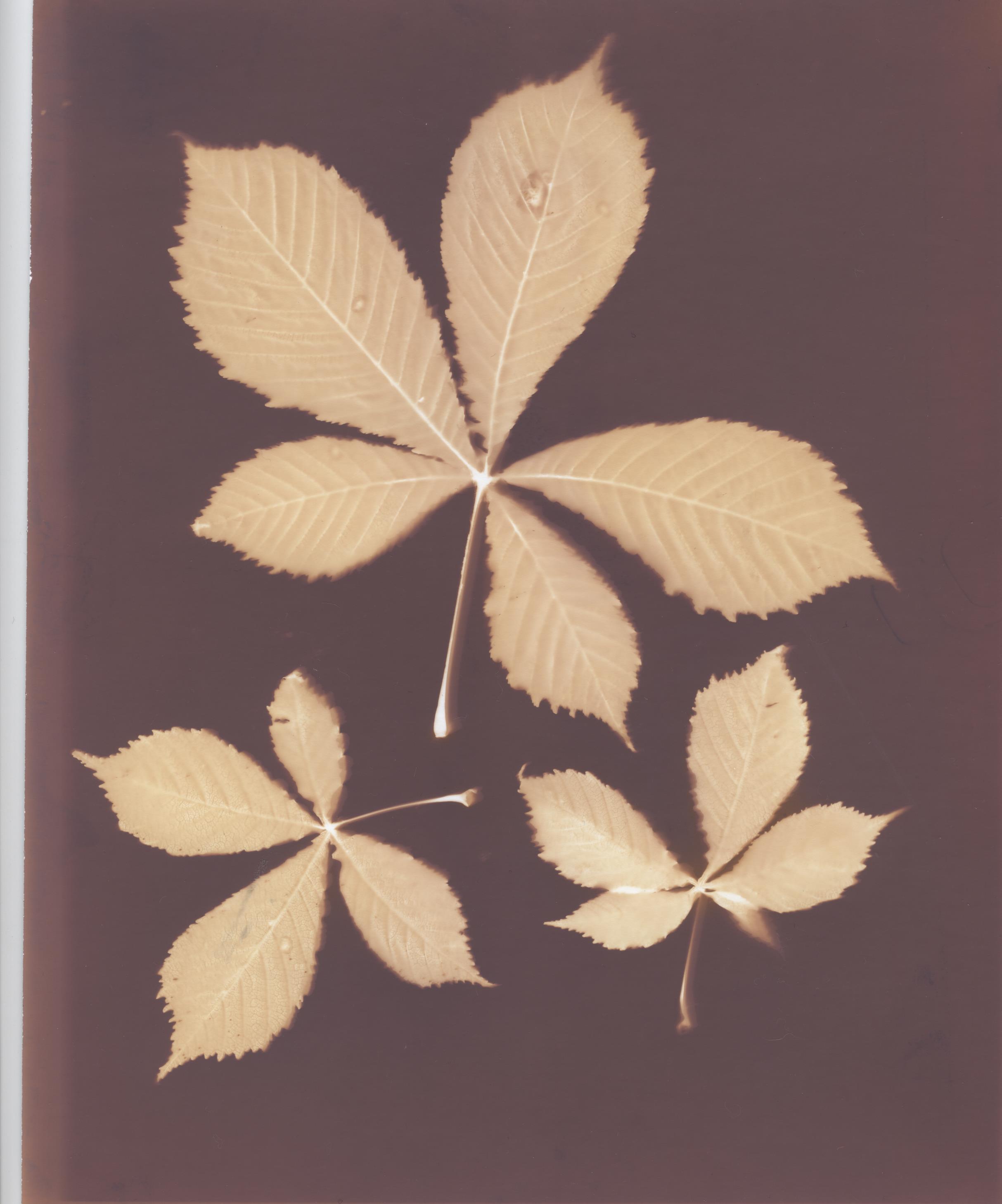 c.04.Avril.horse chestnut 001