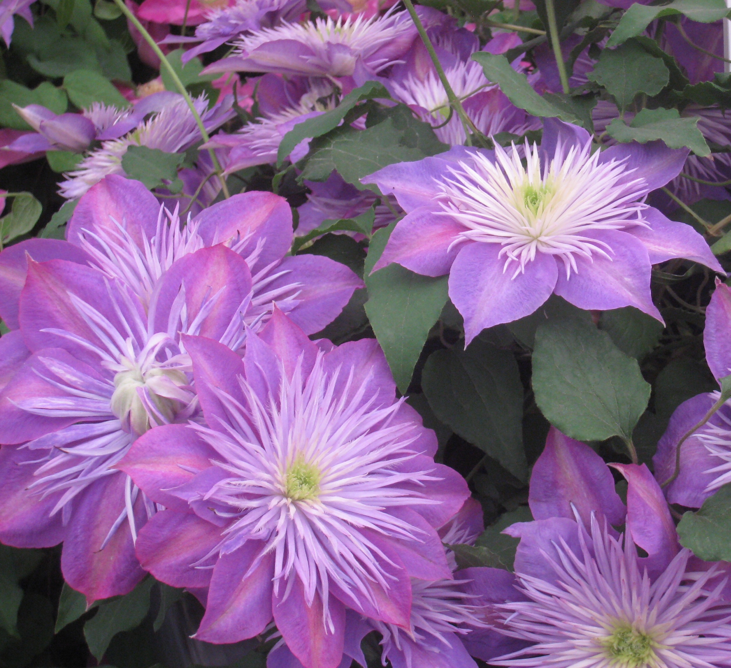 c.05.Dawn.FullSizeRender