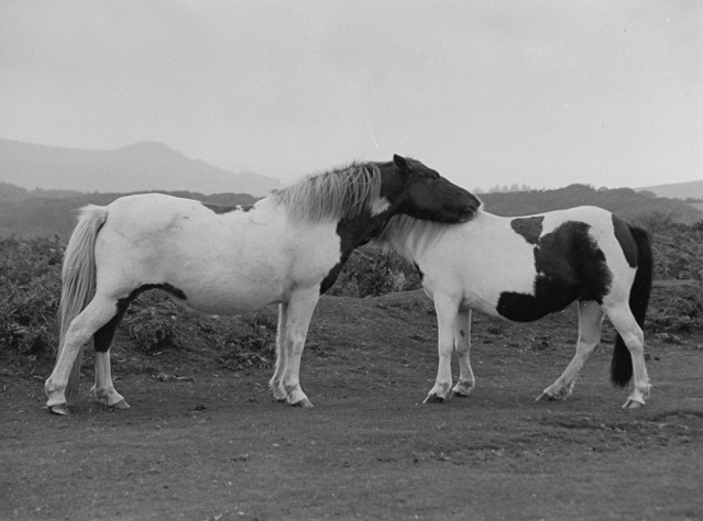 a.04.Rosemary.Dartmoor Ponies 1