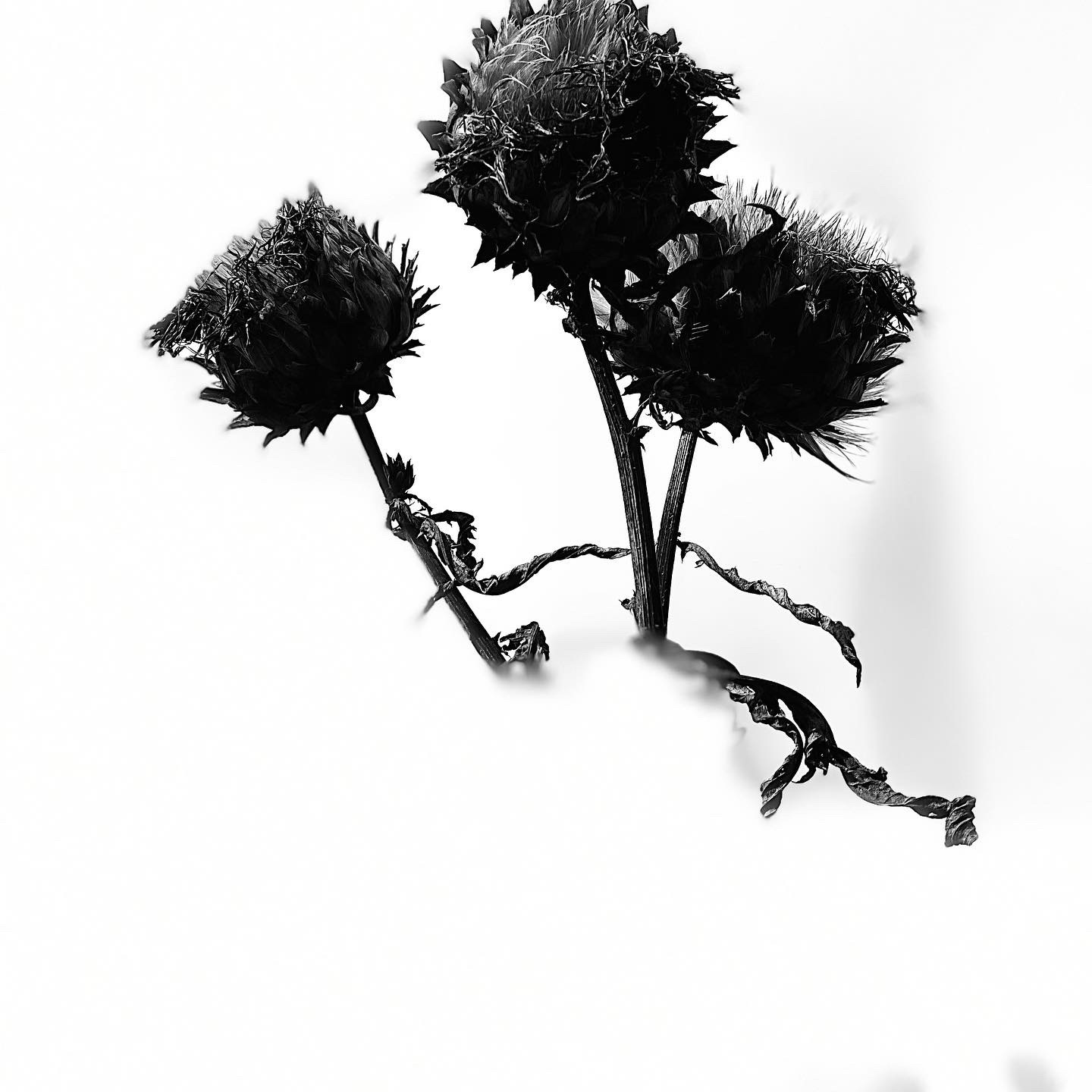 a.04.Bunshri.EAE74771-70AF-4C87-970C-82809062B9DC