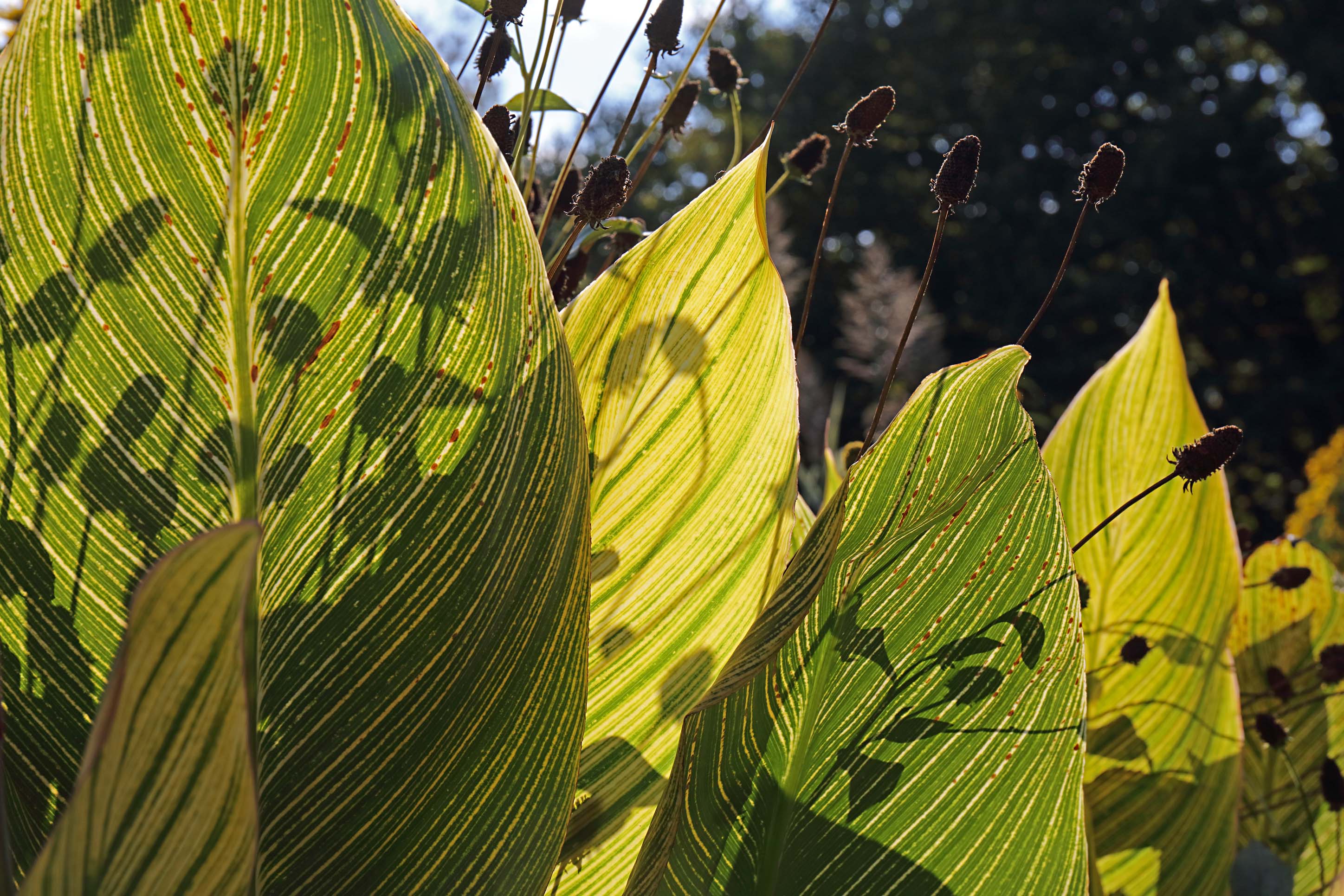 a.04.Colin.0U7A1232tw