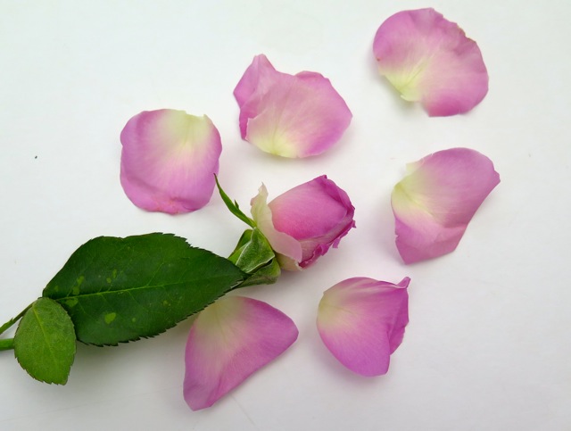 c.03.Dawn.IMG_2450_2