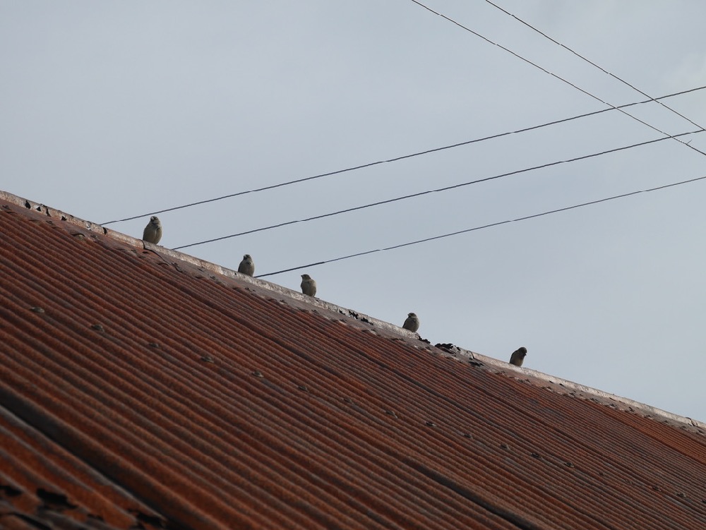 a.01.Jim.P1180982 copy