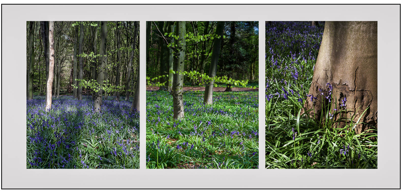 a.04.Derek.Bluebells triptych