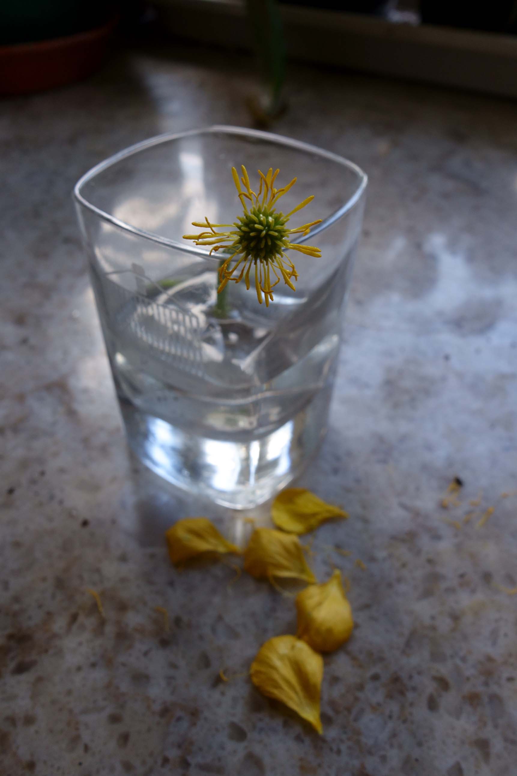 b.02.Colin._DSC0920alt