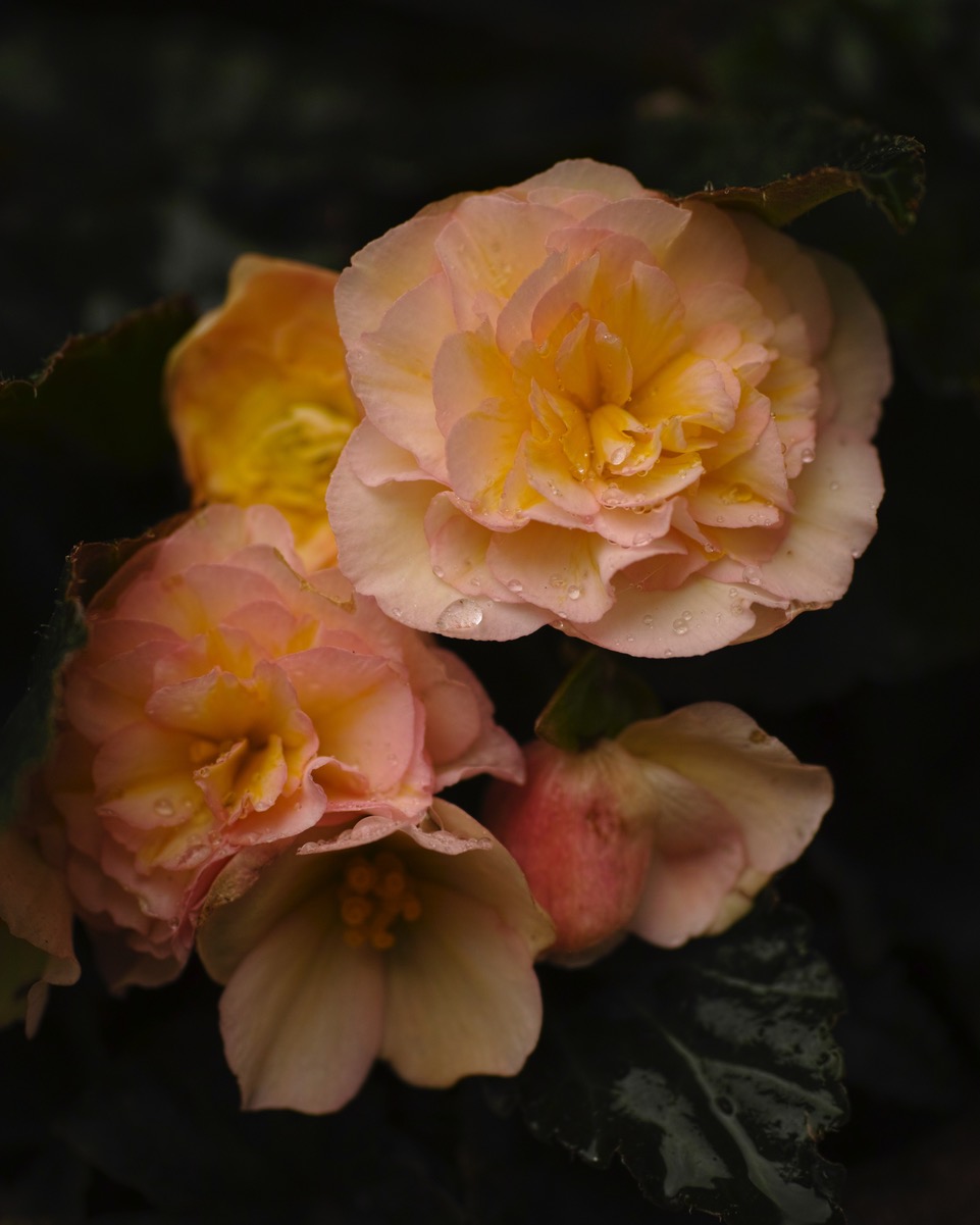 b.05.Rosemary.1607_begonias_004