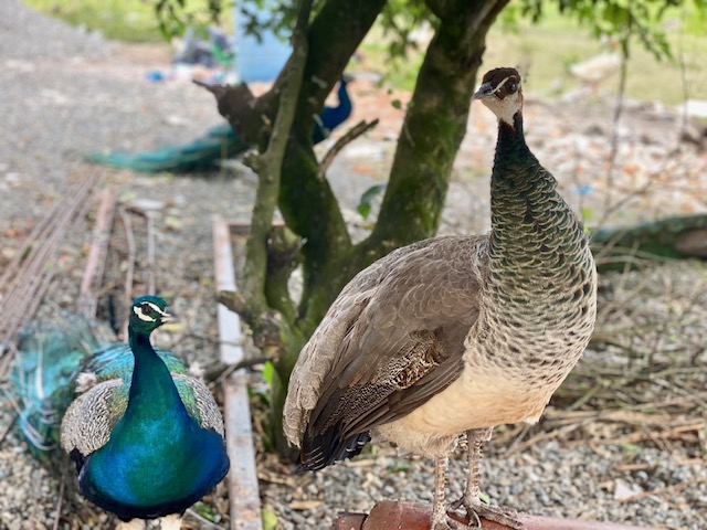 b.05.Bunshri.IMG_2138