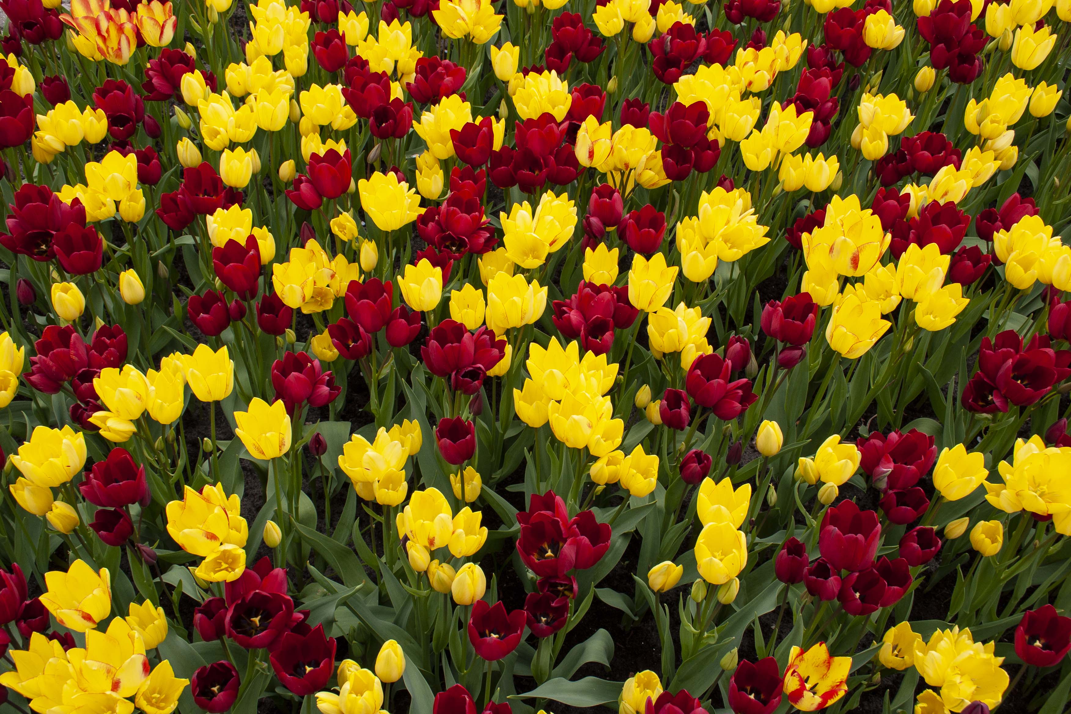 b.04.Len.Tulip season Keukenhof Gardens Holland 2005