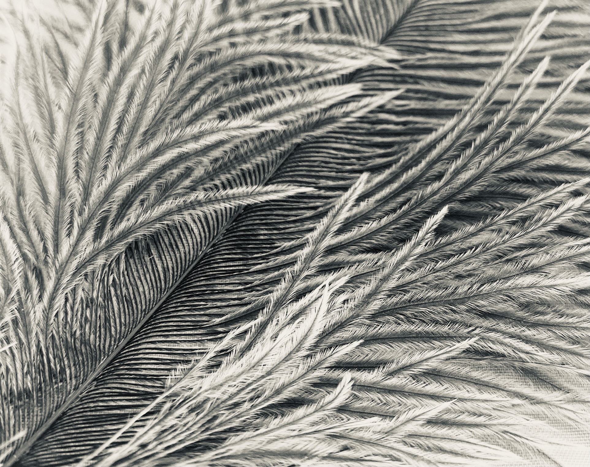 a.03.Rashida.IMG_6896