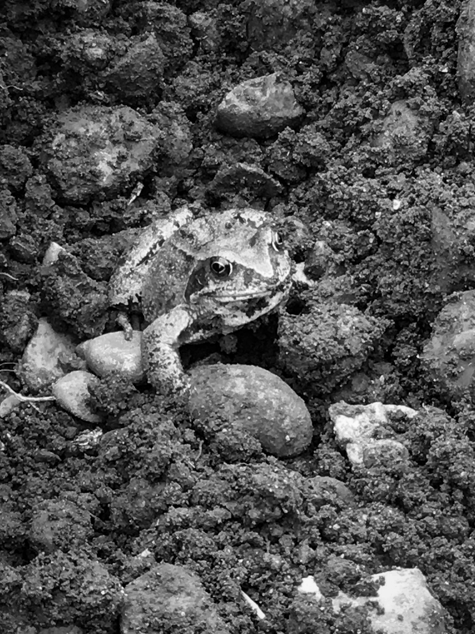 a.06.Sabes.IMG_2865 copy Frog from Earth