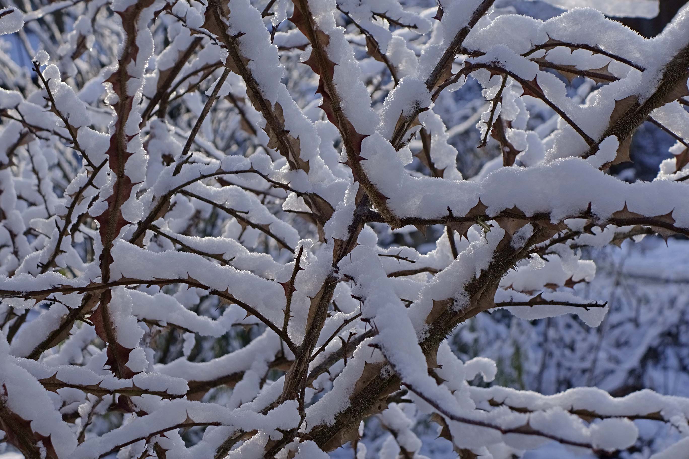 b.01.Colin._DSC5187s