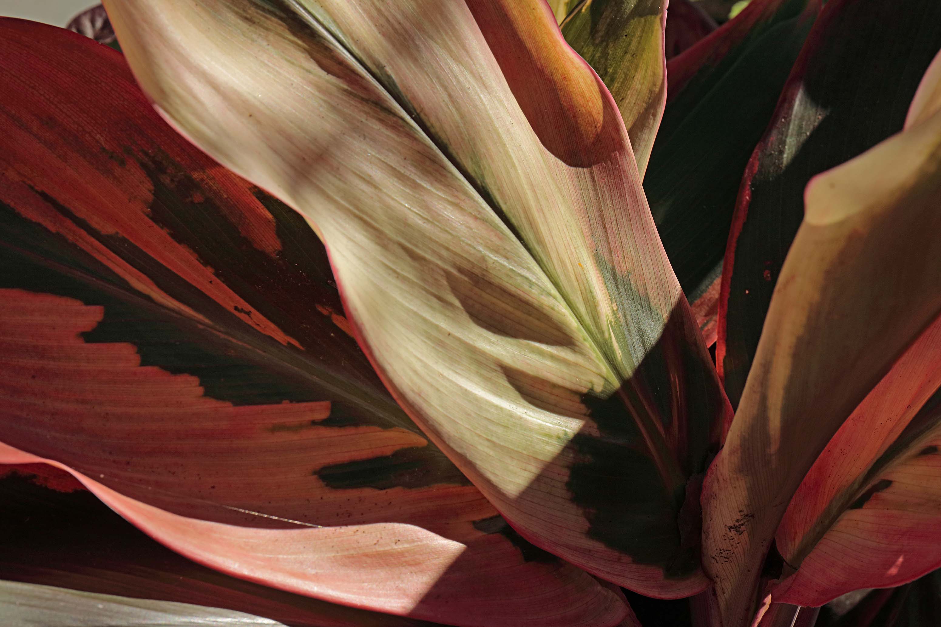 b.02.Colin._U7A5372cr