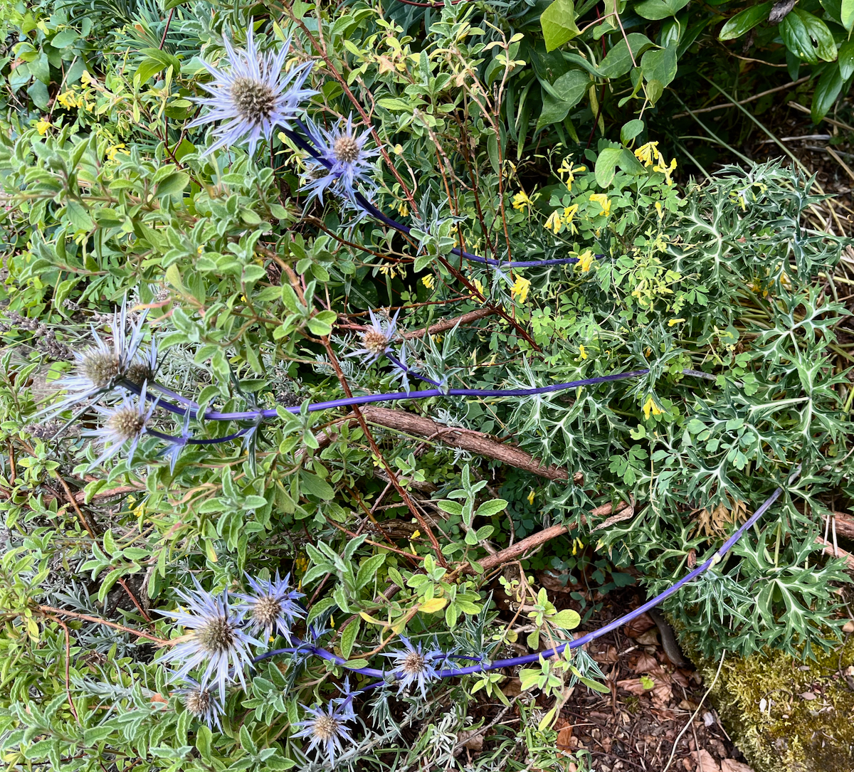 b.07.Mermie.IMG_4018