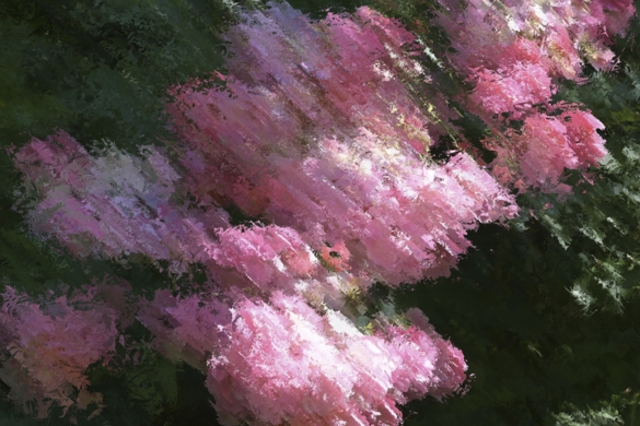 d.DSC_3209 Multi image roses